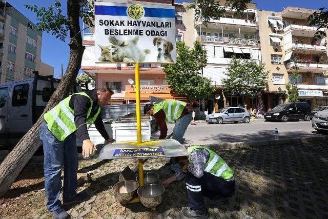 Buca’da Sokak Hayvanları İçin Yoğun Mesai