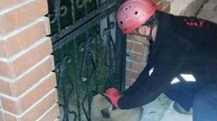Demir Parmaklığa Sıkışan Köpeği İtfaiye Kurtardı
