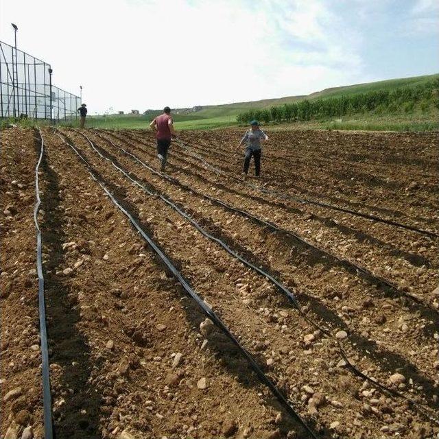 Kahta Meslek Yüksek Okulunda Çilek Demonstrasyon Uygulama Alanı Kuruldu