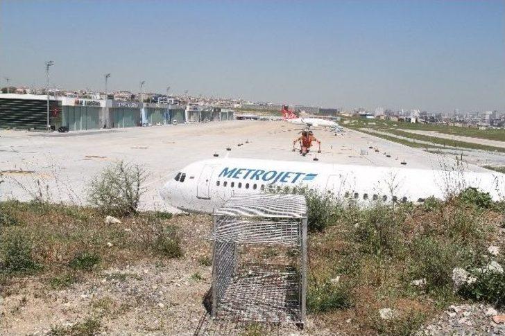 (özel Haber) Havalimanına Giren Köpekler İçin Özel Tim G1