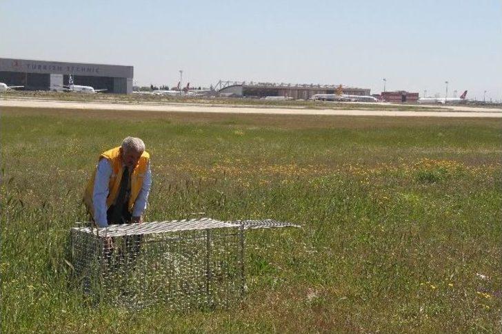 (özel Haber) Havalimanına Giren Köpekler İçin Özel Tim G2