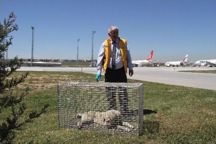 (özel Haber) Havalimanına Giren Köpekler İçin Özel Tim G3