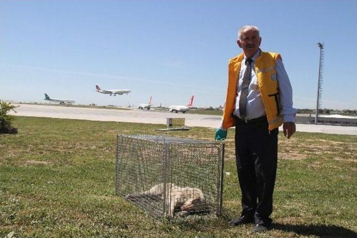 (özel Haber) Havalimanına Giren Köpekler İçin Özel Tim G4