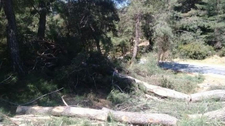 Bir Yandan Bal Ormanları Kurulurken, Diğer Yanda Bal &Uuml;reten &Ccedil;amlar Kesildi
