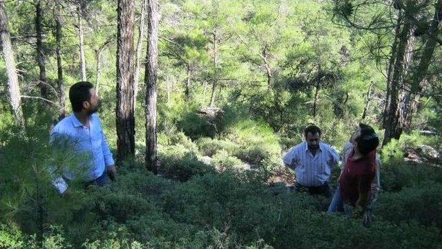 Bir Yandan Bal Ormanları Kurulurken, Diğer Yanda Bal Üreten Çamlar Kesildi