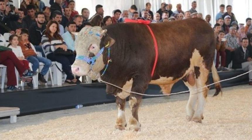 G&uuml;zeller G&ouml;r&uuml;c&uuml;ye &Ccedil;ıkıyor