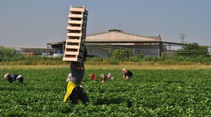 &Uuml;retici &Ccedil;ilek Fiyatlarından Memnun Değil