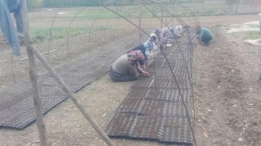 Kornişon Salatalık Ekimi