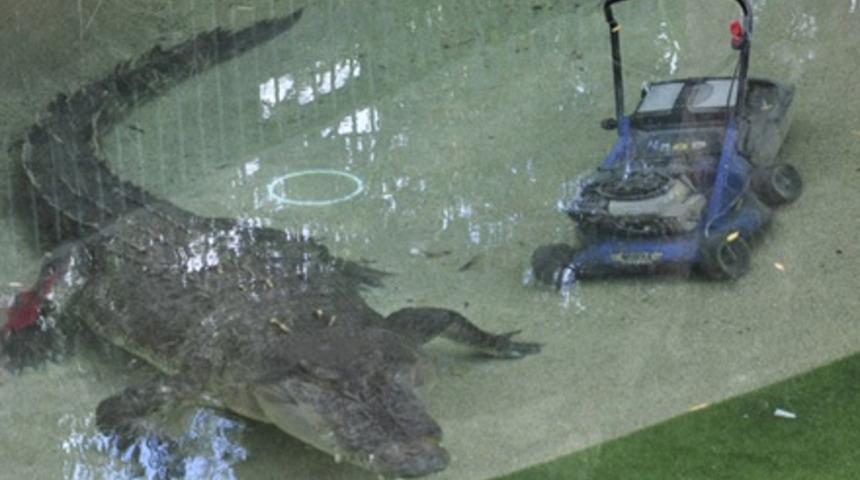 U&ccedil;an timsah saldırdı