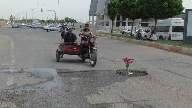 (özel Haber) Kaza Olmasın Diye Asfalta Gül Diktiler