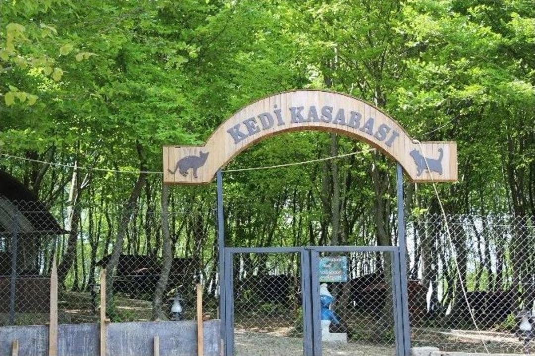 Samsun&rsquo;da &rsquo;kedi Kasabası&rsquo;