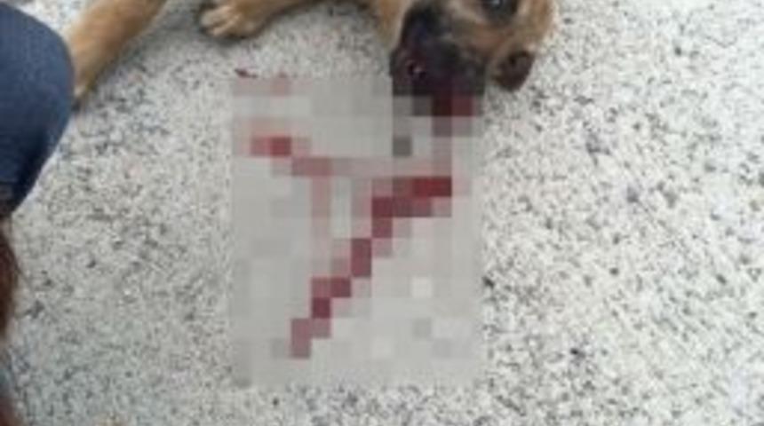 Sahipsiz K&ouml;pek, Duyarlı Kadın S&uuml;r&uuml;c&uuml; Sayesinde Hayata Tutundu