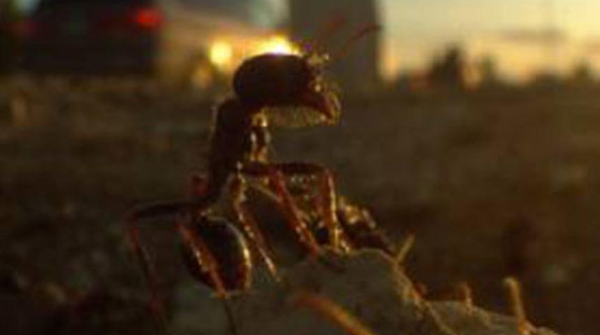 D&uuml;nyanın en b&uuml;y&uuml;k karınca şehri