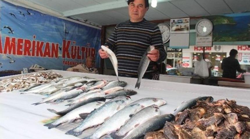 Av Yasakları Balık Fiyatlarına Olumsuz Yansıdı