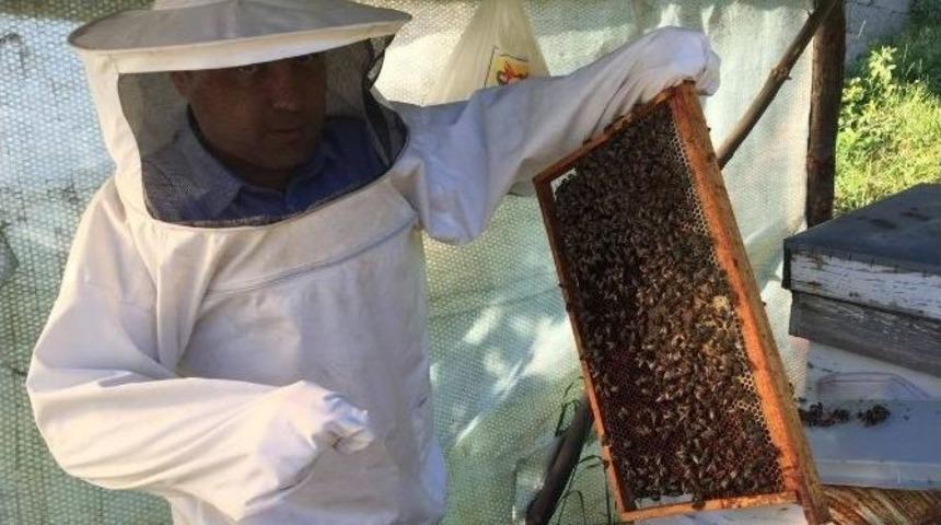 Arıcılar, Bal Sezonuna Hazırlanıyor
