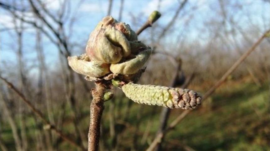 Fındık &Uuml;reticilerine Uyarı