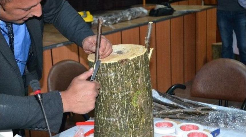 Terme&rsquo;de Yabani Cevizler K&uuml;lt&uuml;re Alınıyor