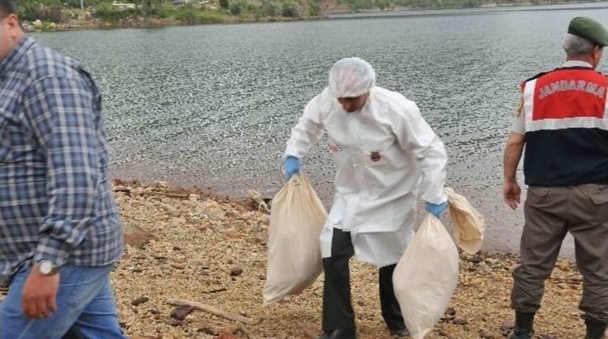 K&ouml;yceğiz&rsquo;de Ormanlık Alanda Ceset Bulundu