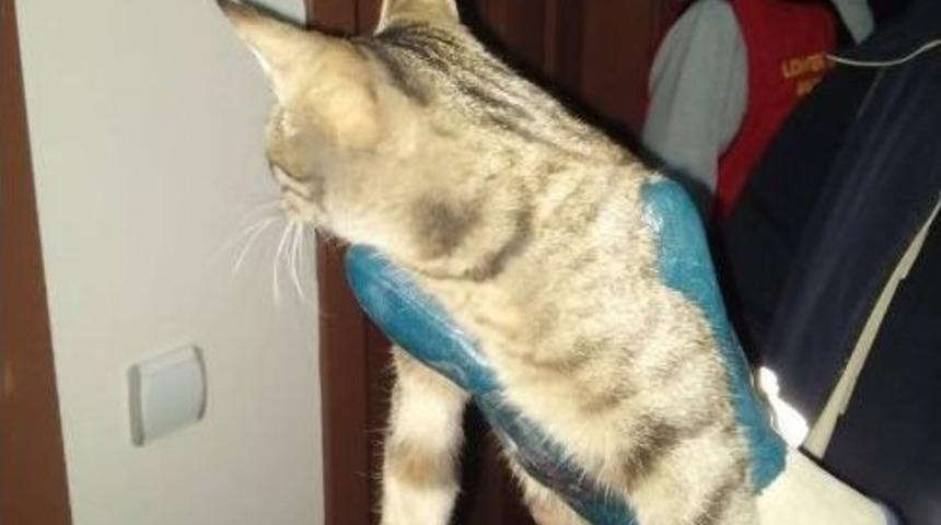 Havalandırma Boşluğuna Sıkışan Kediyi İtfaiye Kurtardı