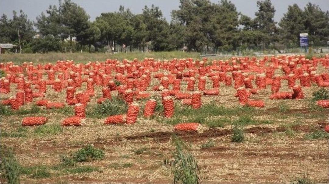 Tarlada Kalan Soğana Bek&ccedil;i Tuttu