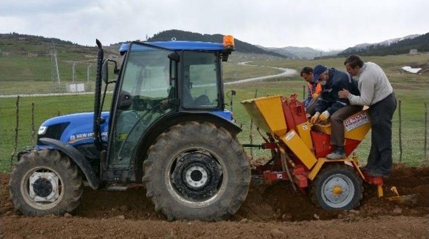 Patates &Uuml;retimini Artırmak İ&ccedil;in Belediye Tarla Kurdu