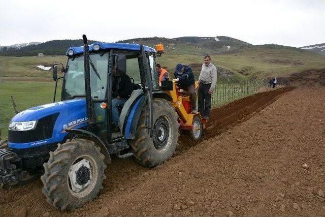 Patates Üretimini Artırmak İçin Belediye Tarla Kurdu