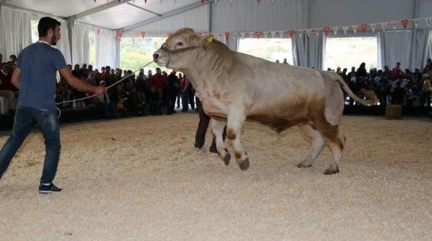 Hayvancılığın D&uuml;ğ&uuml;n&uuml; Başlıyor