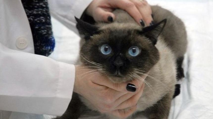 Evcil Hayvanlarda İlkbahar Hastalıklarına Dikkat