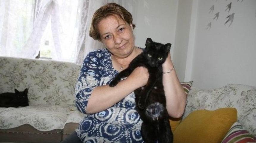 Kısırlaştırılmaya G&ouml;t&uuml;r&uuml;len Hamile Kedinin Yavruları Yok Oldu