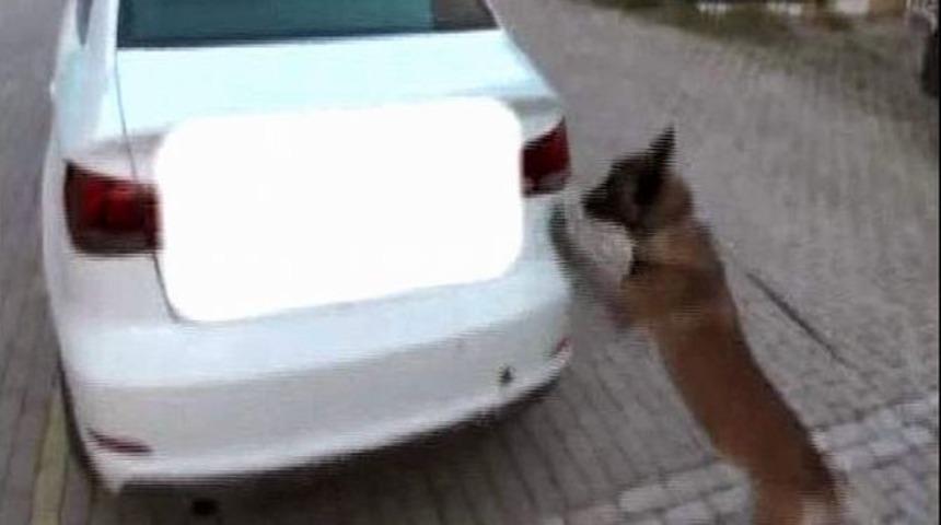 Tampona Gizlenen 12 Kilo Esrarı Narkotik K&ouml;peği Buldu