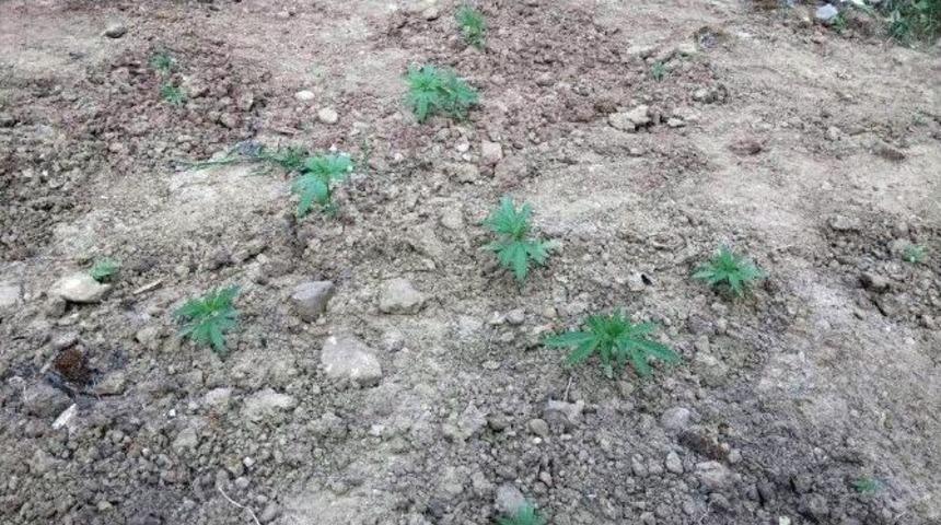 Mezarlık Alanında Hint Keneviri Operasyonu