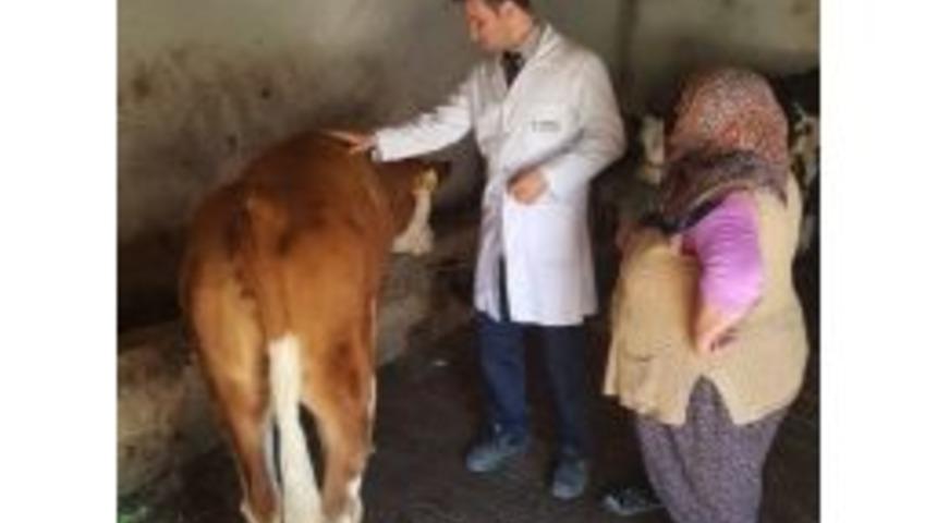 B&uuml;y&uuml;kşehir U&ccedil;uruma Yuvarlanan İneği Kurtarmak İ&ccedil;in Seferber Oldu