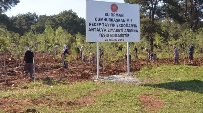 Antalya&rsquo;da Cumhurbaşkanı Ve Başbakan Adına Hatıra Ormanları Kuruldu
