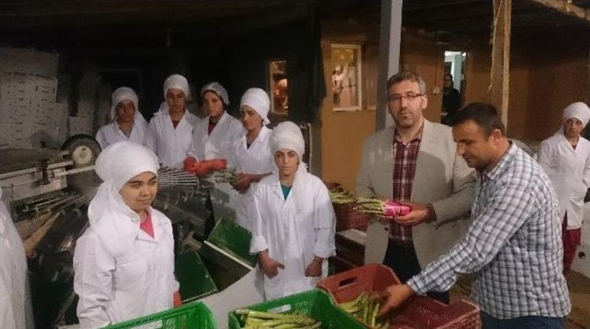 Sarıcaya&rsquo;dan İlk Kuşkonmaz İhracatını Hollanda&rsquo;ya Yapıldı