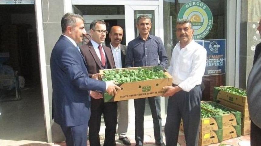 Çiftçilere Sebze Fidesi Dağıtıldı