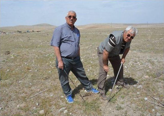 Dolaman Mantarının Fiyatı Eti Geçti