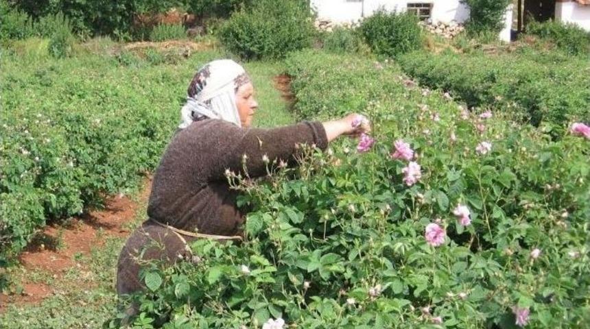 G&uuml;lde 8 Bin Ton Rekolte Beklentisi