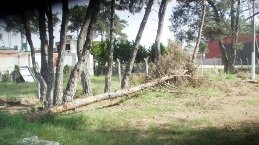 D&uuml;ğ&uuml;n Salonu İ&ccedil;in Ağa&ccedil;ların Kesildiği İddiası