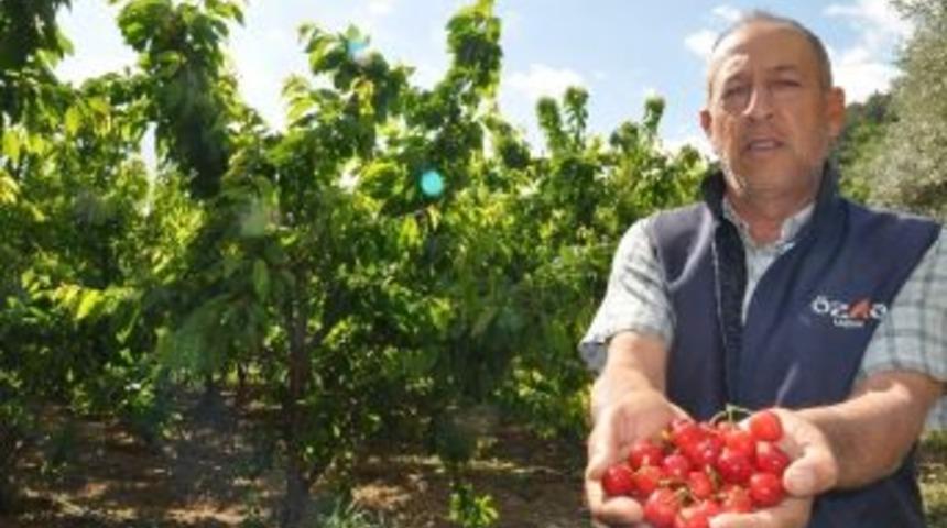 Avrupa &Uuml;lkelerinin Beklediği Kirazlara Son Bir Hafta