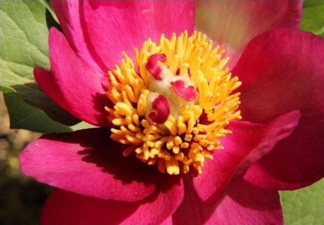 Expo 2016&rsquo;nın Sembol&uuml; Kuşadası Milli Parkı&rsquo;nda A&ccedil;tı