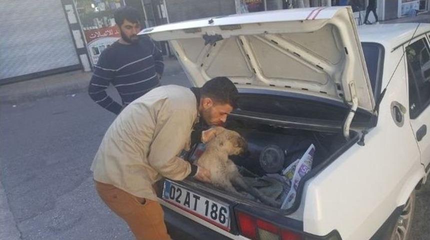 Otomobilin &Ccedil;arptığı K&ouml;pek Tedavi Altına Alındı