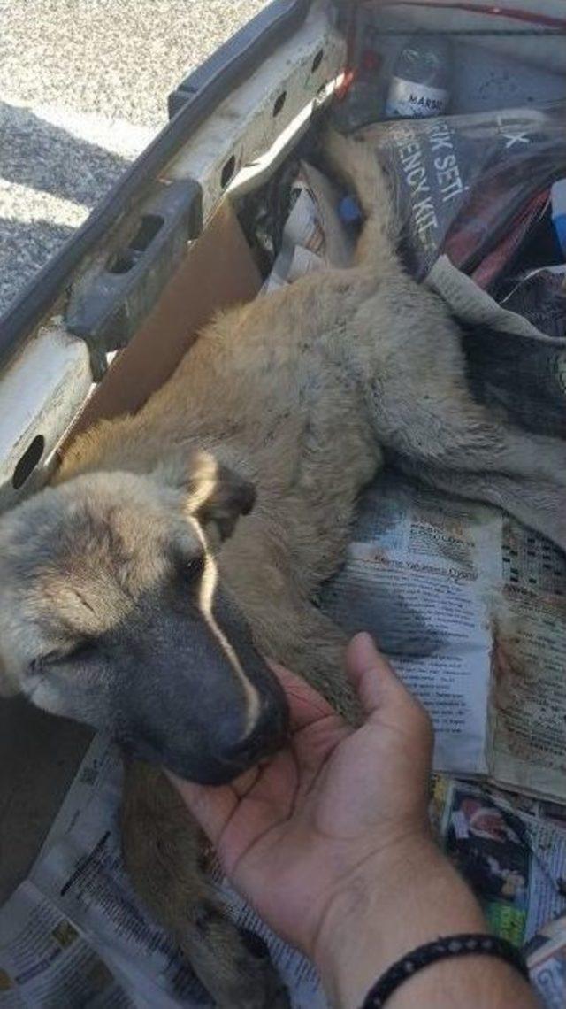 Otomobilin Çarptığı Köpek Tedavi Altına Alındı