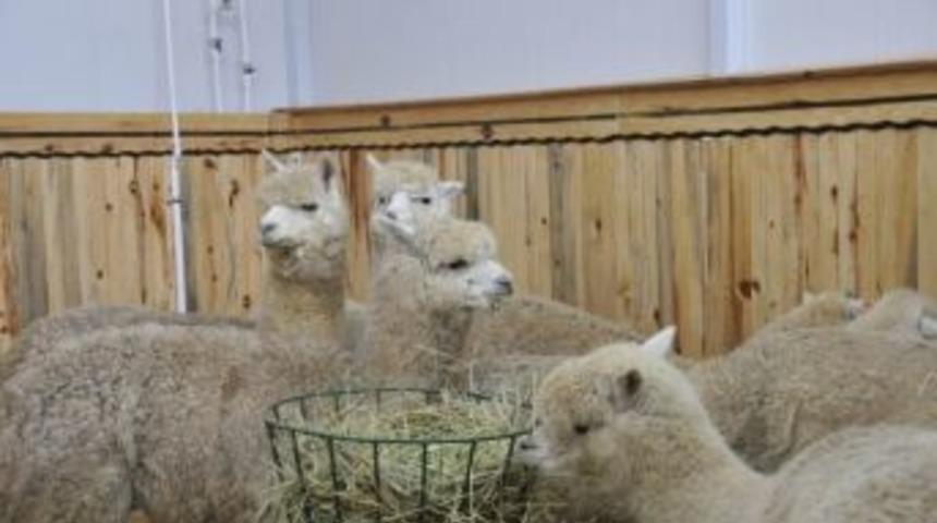 Rekt&ouml;r Şahin: &ldquo;500 Alpakanın Yetiştirilebileceği Bir &Ccedil;iftlik Planlıyoruz&rdquo;