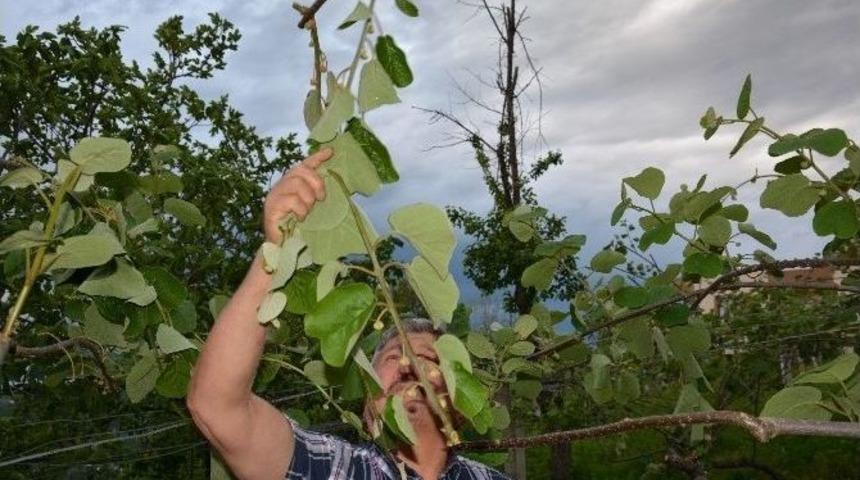 Ordu&rsquo;da R&uuml;zgar Yıktı Ge&ccedil;ti