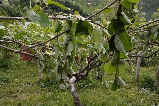 Ordu’da Rüzgar Yıktı Geçti