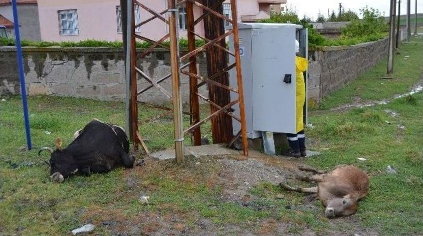Elektrik Akımına Kapılan Hayvanlar Telef Oldu