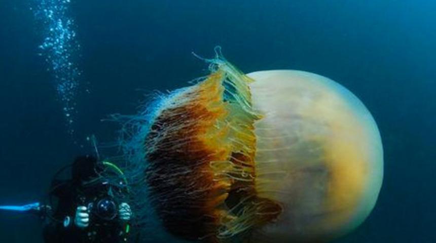 Dev denizanaları dehşete d&uuml;ş&uuml;r&uuml;yor