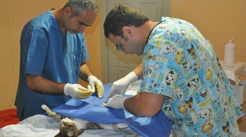 Doğum Sancısı &Ccedil;eken Kedi Polise Sığındı