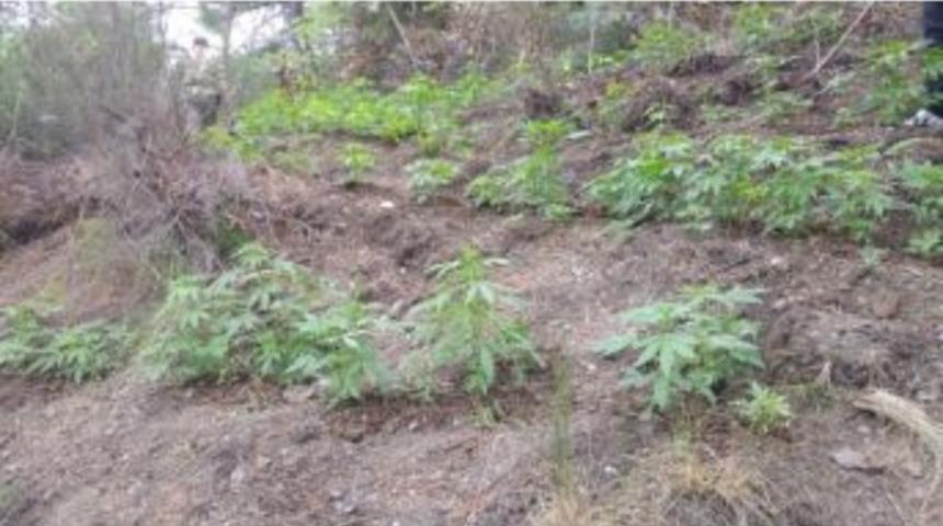 Amanoslar&rsquo;da Hint Keneviri Operasyonu