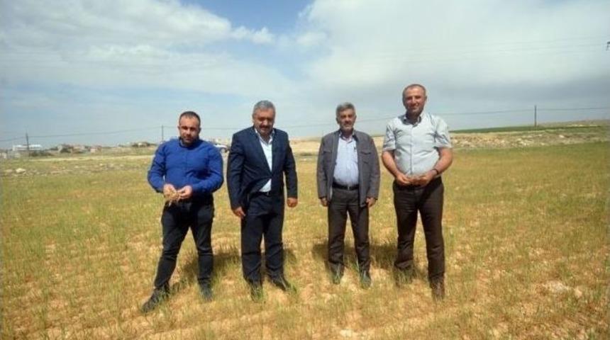 Karaman&rsquo;da Kuraklık &Ccedil;ift&ccedil;iyi Vurdu